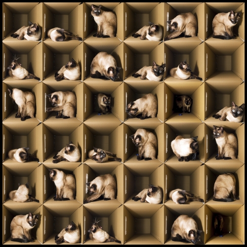 La Gatita de Schrödinger |Fotografía de Alicia Moneva | Compra arte en Flecha.es