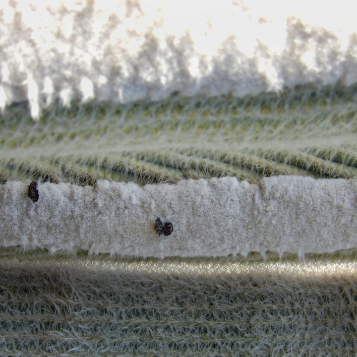 Invierno en los arados |Fotografía de Verónica Bustamante Loring | Compra arte en Flecha.es