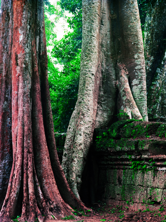 Ta Prohm 3 |Fotografía de Borja de Madariaga | Compra arte en Flecha.es