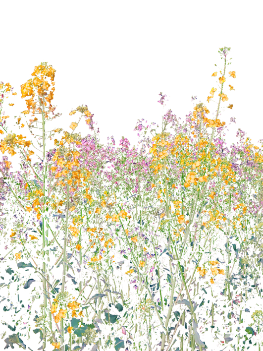 Bloom 2 |Digital de Marta Caldas | Compra arte en Flecha.es