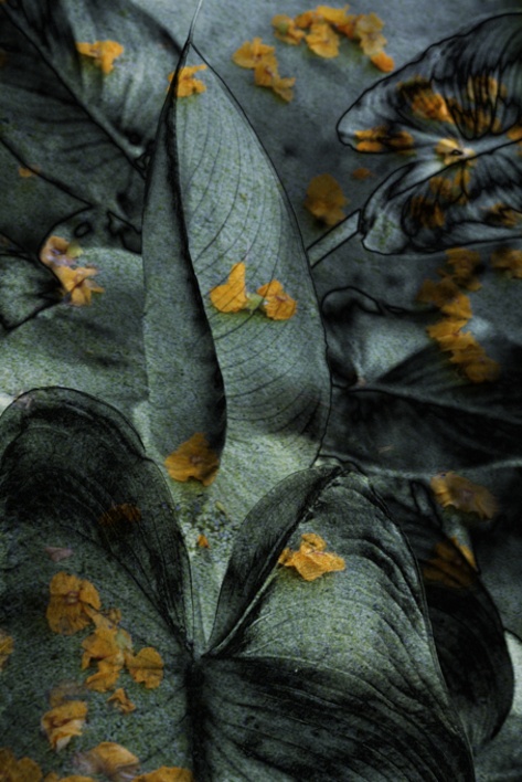 Natures |Fotografía de Víctor Vilamajó | Compra arte en Flecha.es