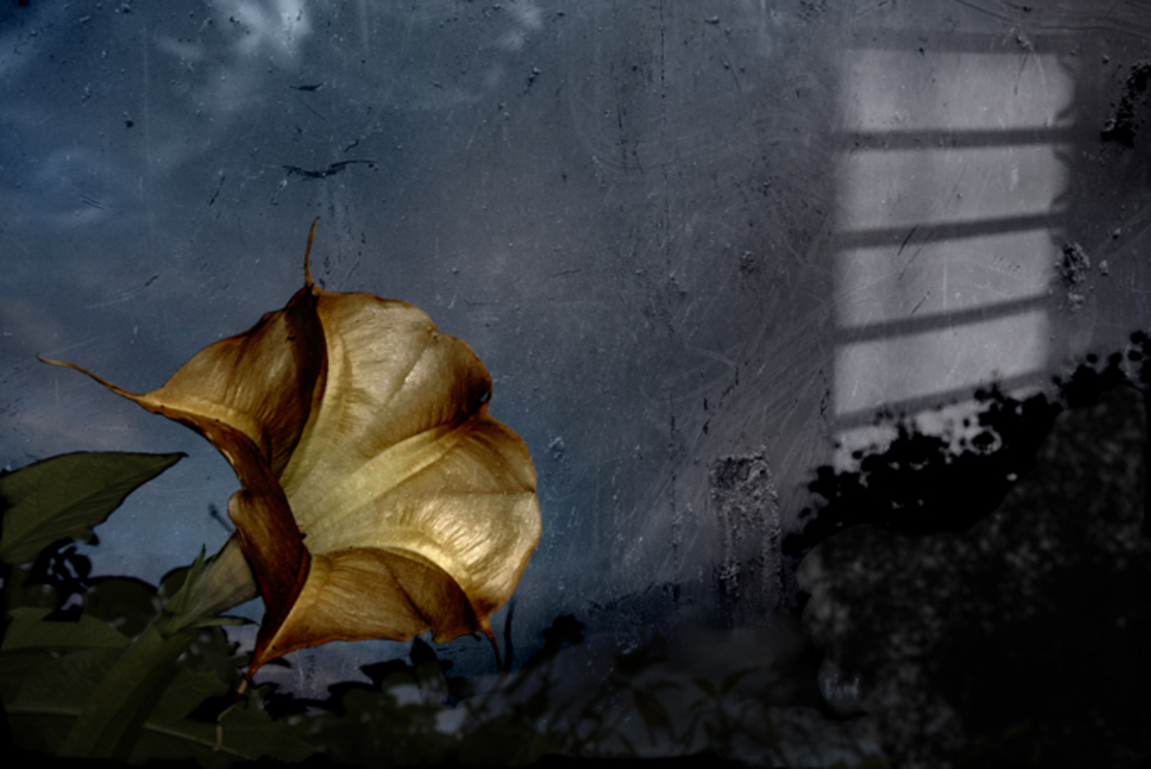 Natures |Fotografía de Víctor Vilamajó | Compra arte en Flecha.es