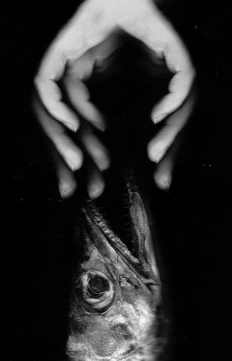 escanografía " PESCA" |Digital de Carlota Lobo | Compra arte en Flecha.es