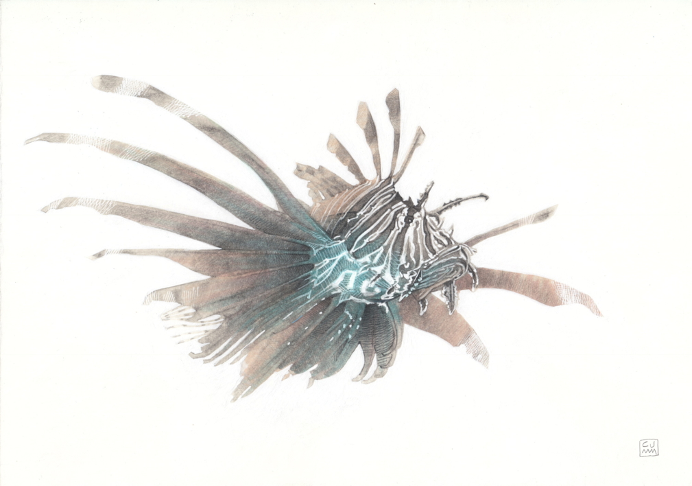 Lionfish 02 |Dibujo de Carlos J. Márquez | Compra arte en Flecha.es