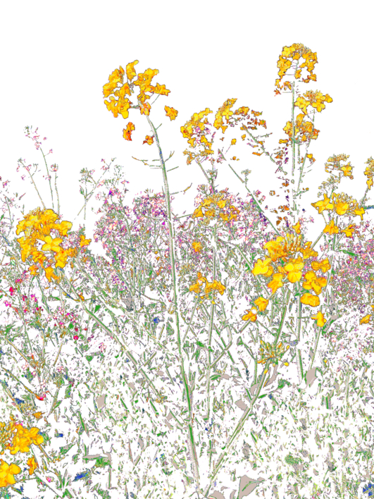 Bloom I |Digital de Marta Caldas | Compra arte en Flecha.es