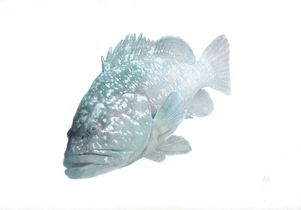 Epinephelus Marginatus 6 |Dibujo de Carlos J. Márquez | Compra arte en Flecha.es