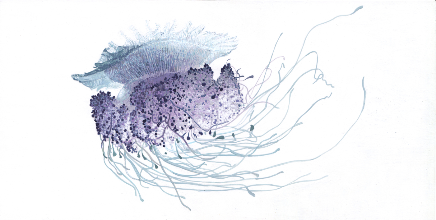 Cephea Cauliflower |Dibujo de Carlos J. Márquez | Compra arte en Flecha.es