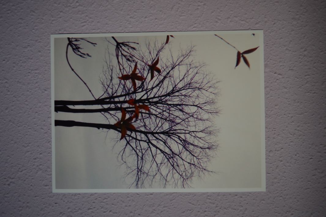 Colección "Lit-Phy" | Fotografía de Lizmenta | Compra arte en Flecha.es