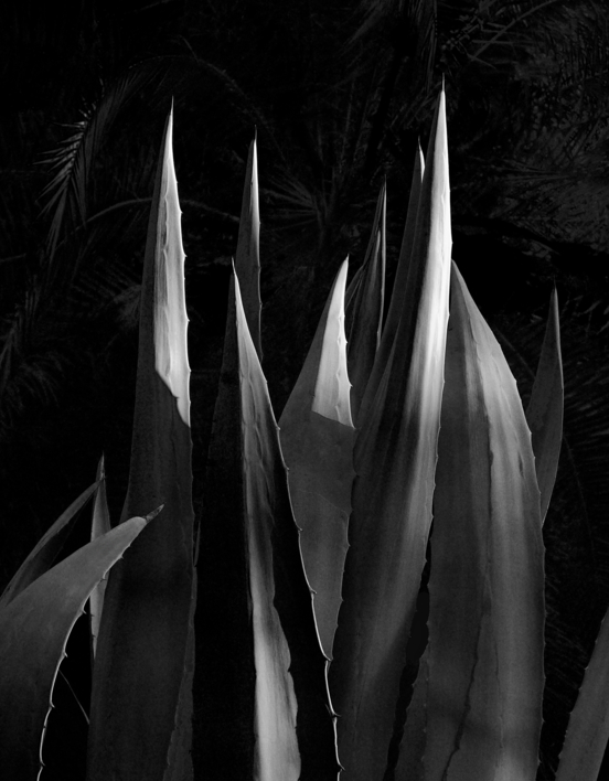 Agave Americana |Fotografía de Andy Sotiriou | Compra arte en Flecha.es