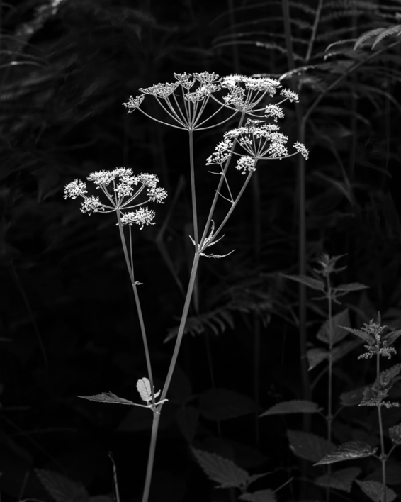 Naturaleza en B/N  7  Aegopodium podagraria |Digital de ANTONIO CAÑEDO E. | Compra arte en Flecha.es