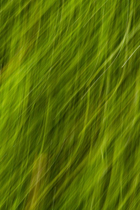 Naturaleza en Movimiento: Capturando la Esencia de Millais |Fotografía de Gabriela Sánchez | Compra arte en Flecha.es