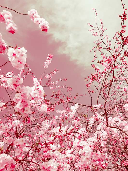 The colors of spring I |Fotografía de Viet Ha Tran | Compra arte en Flecha.es