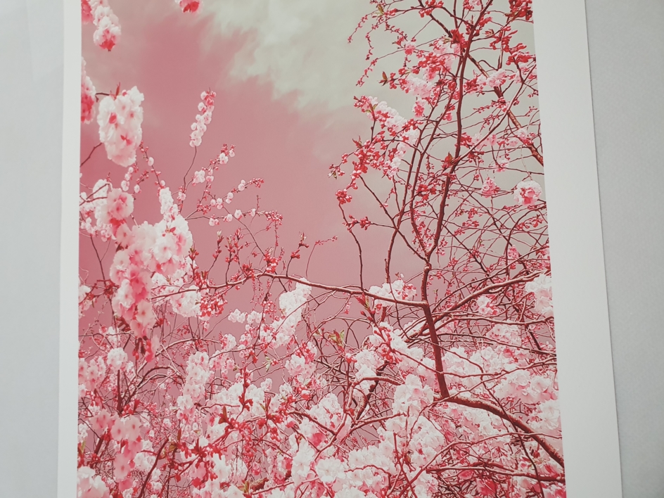 The colors of spring I | Fotografía de Viet Ha Tran | Compra arte en Flecha.es