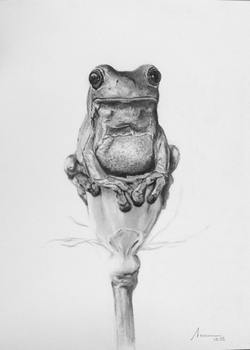 Granota |Dibujo de Arnau | Compra arte en Flecha.es