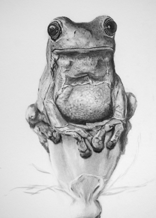 Granota | Dibujo de Arnau | Compra arte en Flecha.es