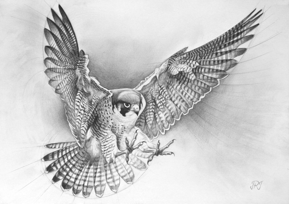 El Vuelo del Halcón Peregrino |Dibujo de Javier Ramos Julián | Compra arte en Flecha.es