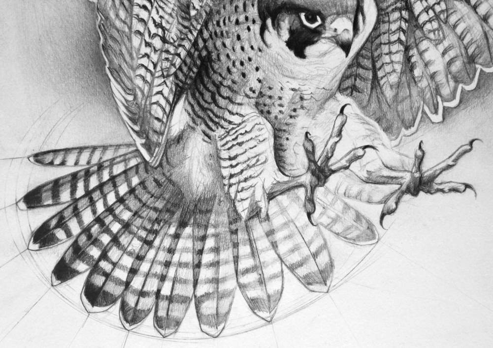 El Vuelo del Halcón Peregrino | Dibujo de Javier Ramos Julián | Compra arte en Flecha.es