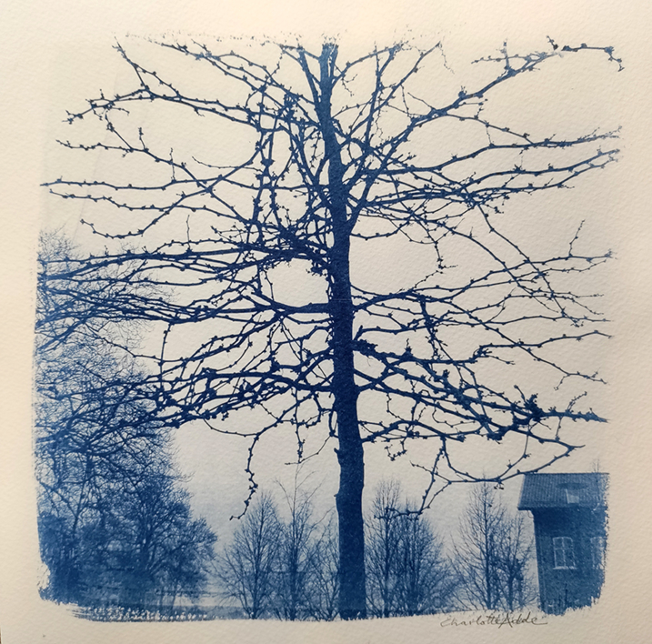 Árbol 8 |Fotografía de Charlotte Adde | Compra arte en Flecha.es