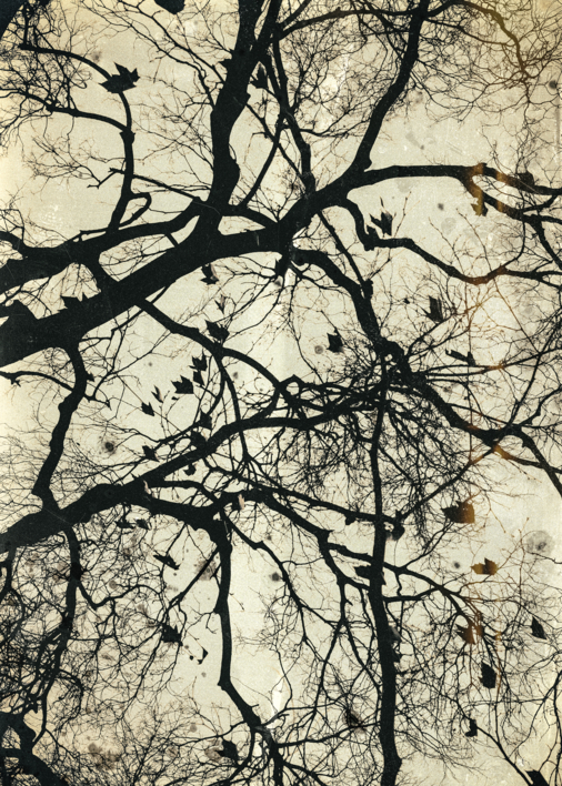 Neuronal |Fotografía de OMEÑACA,JORGE | Compra arte en Flecha.es