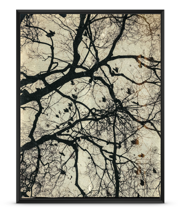 Neuronal | Fotografía de OMEÑACA,JORGE | Compra arte en Flecha.es