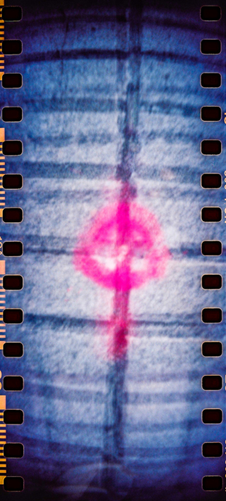 LAK 091910 - Rosa spray |Fotografía de LA Katia | Compra arte en Flecha.es