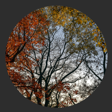 Otoño en el Jardín Botánico de Madrid|FotografíadeLeticia Felgueroso| Compra arte en Flecha.es