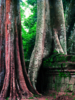 Ta Prohm 3 | Fotografía de Borja de Madariaga | Compra arte en Flecha.es