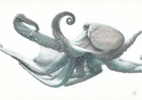 Octopus Vulgaris 02 | Dibujo de Carlos J. Márquez | Compra arte en Flecha.es