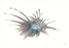 Lionfish 02 | Dibujo de Carlos J. Márquez | Compra arte en Flecha.es