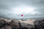 Siempre hay belleza en un día gris | Fotografía de OMEÑACA,JORGE | Compra arte en Flecha.es