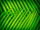 Green Weave | Fotografía de Andy Sotiriou | Compra arte en Flecha.es