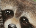 Un Mapache  simpático y curioso. | Pintura de Anastasia Woron | Compra arte en Flecha.es