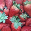 Fresas | Pintura de Rocío Romero | Compra arte en Flecha.es