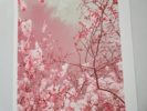 The colors of spring I | Fotografía de Viet Ha Tran | Compra arte en Flecha.es