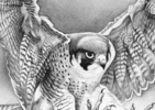 El Vuelo del Halcón Peregrino | Dibujo de Javier Ramos Julián | Compra arte en Flecha.es