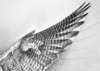 El Vuelo del Halcón Peregrino | Dibujo de Javier Ramos Julián | Compra arte en Flecha.es