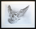 El Vuelo del Halcón Peregrino | Dibujo de Javier Ramos Julián | Compra arte en Flecha.es