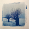 Árbol 5 | Fotografía de Charlotte Adde | Compra arte en Flecha.es