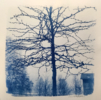 Árbol 8 | Fotografía de Charlotte Adde | Compra arte en Flecha.es