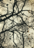 Neuronal | Fotografía de OMEÑACA,JORGE | Compra arte en Flecha.es