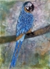 Guacamayo | Pintura de Enric Correa | Compra arte en Flecha.es