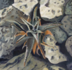 Agave #4 | Pintura de Aya Eliav | Compra arte en Flecha.es